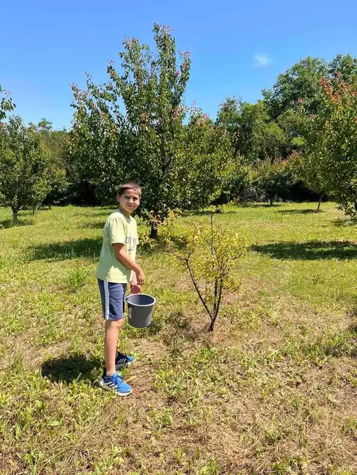 Момче с кофа стои в кайсиева градина между дървета под ясно небе.