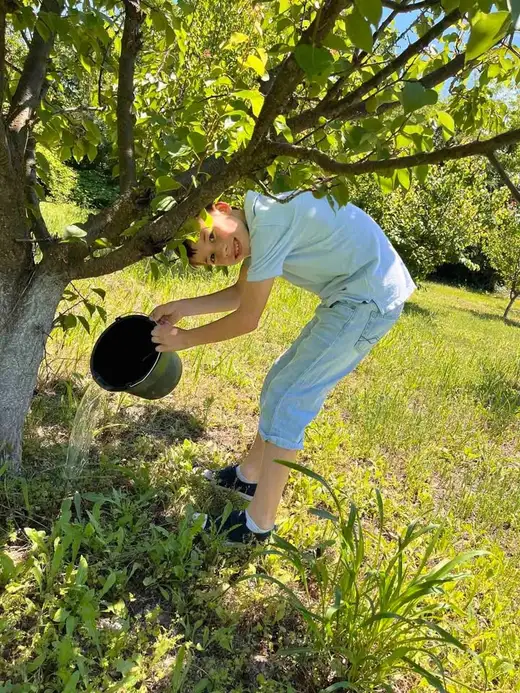Момче се навежда и излива вода от кофа под клоните на овощно дърво.