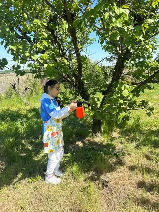 Дете с престилка пръска клоните на дърво.